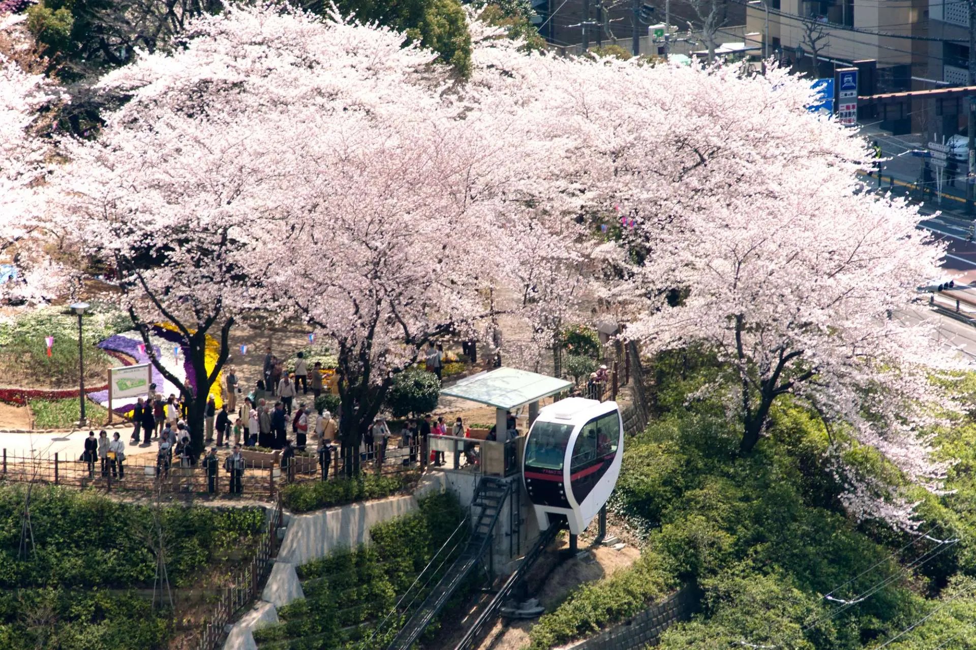 🌳 아스카야마 공원 (飛鳥山公園) 이미지 1